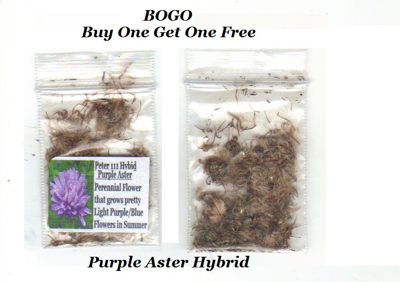 BOGO Purple Aster Peter 111 Hybrid Over 200 + SEEDS USA Seller