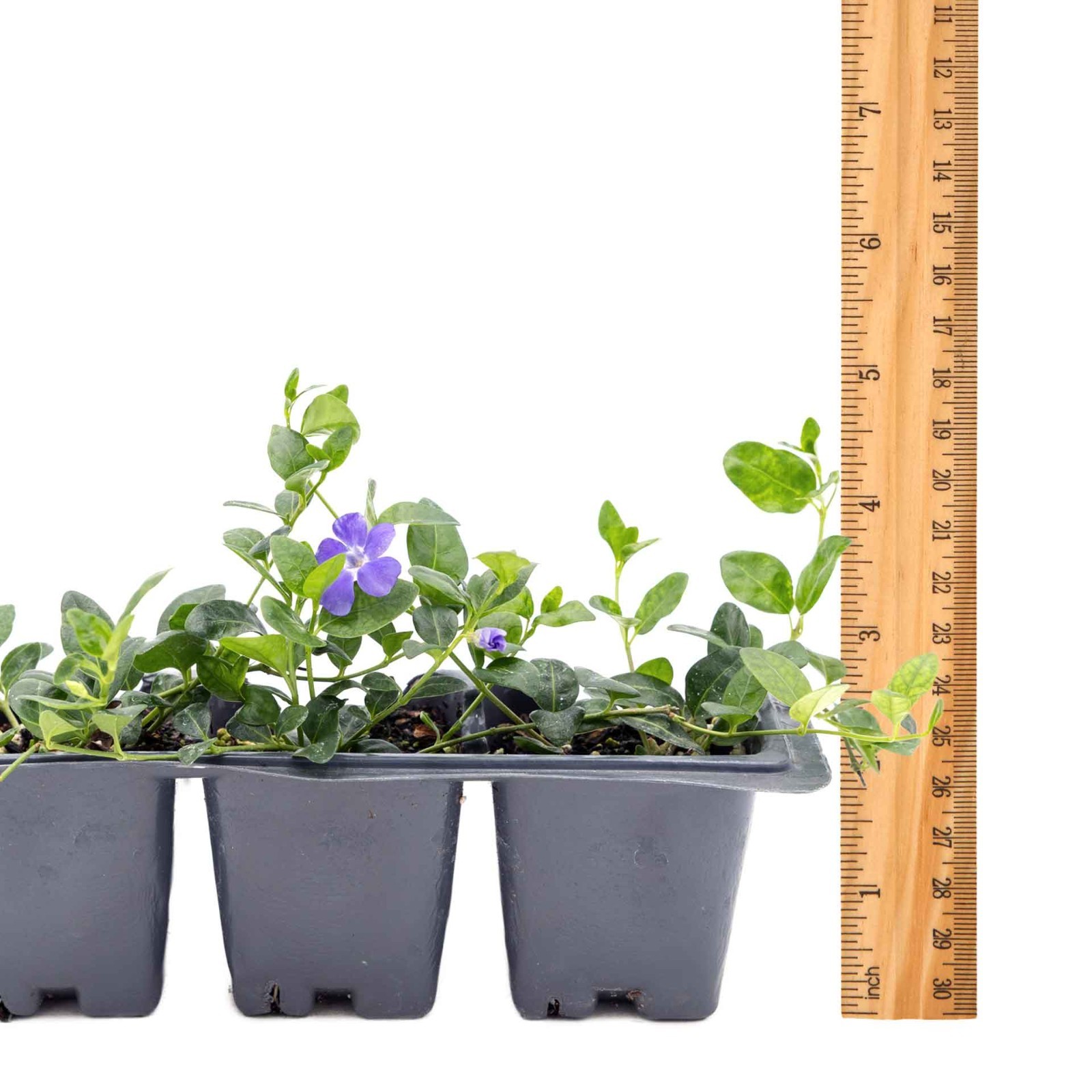 3 Common Blue Periwinkle Plants in 2.5″ Cubes | Flowering Groundcover (Vinca)