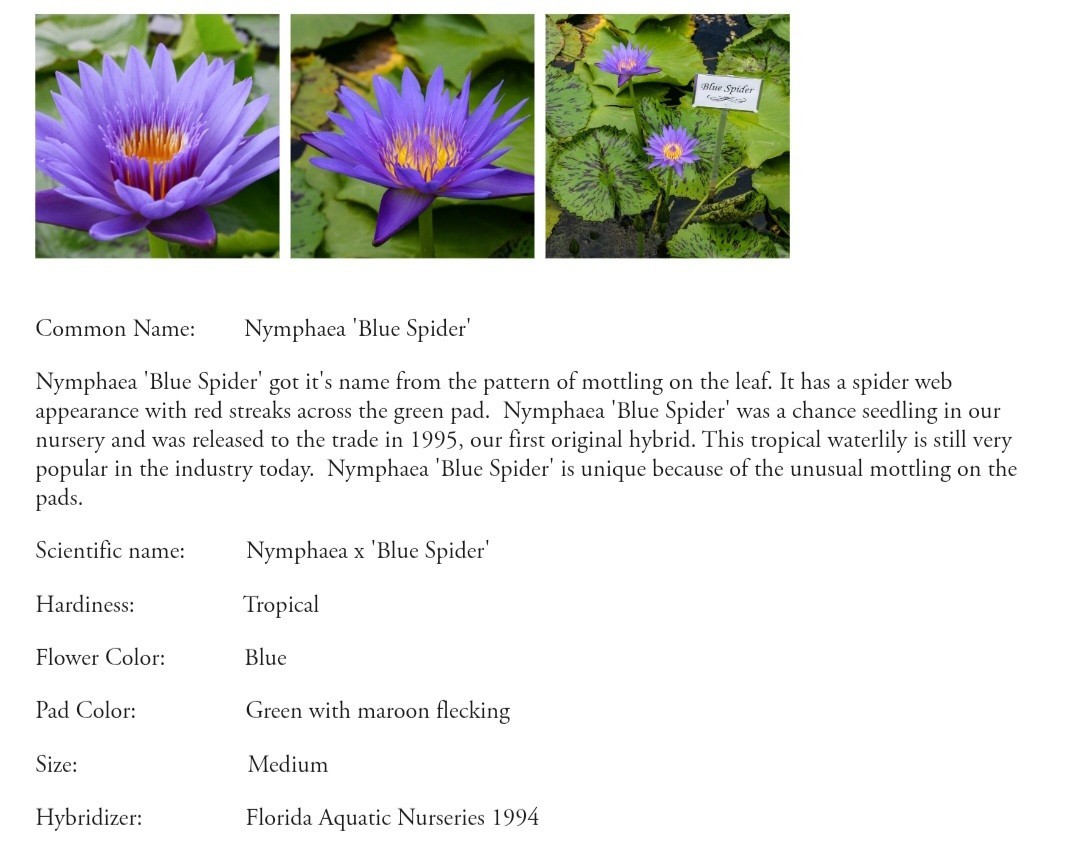 Blue Spider Tropical Waterlily