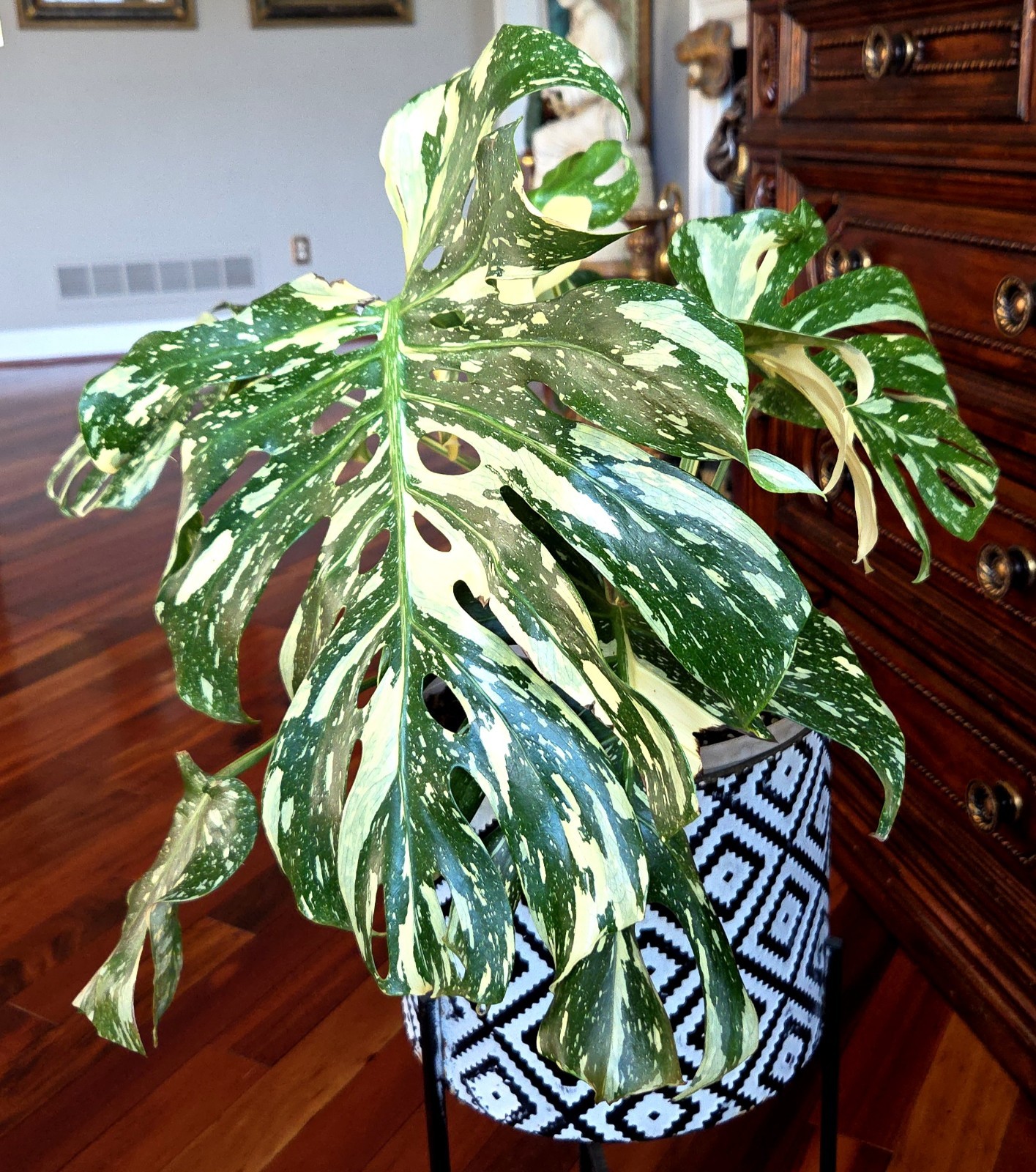 Rare XXL Monstera Thai Creme Brulee 30″ Tall Aroid Not Philodendron Anthurium