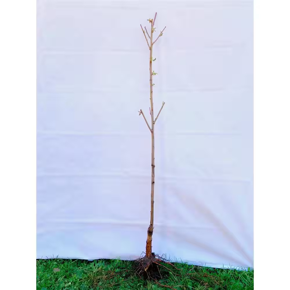 Vesuvius Flowering Plum Tree (Bare Root, 3 Ft. to 4 Ft. Tall)