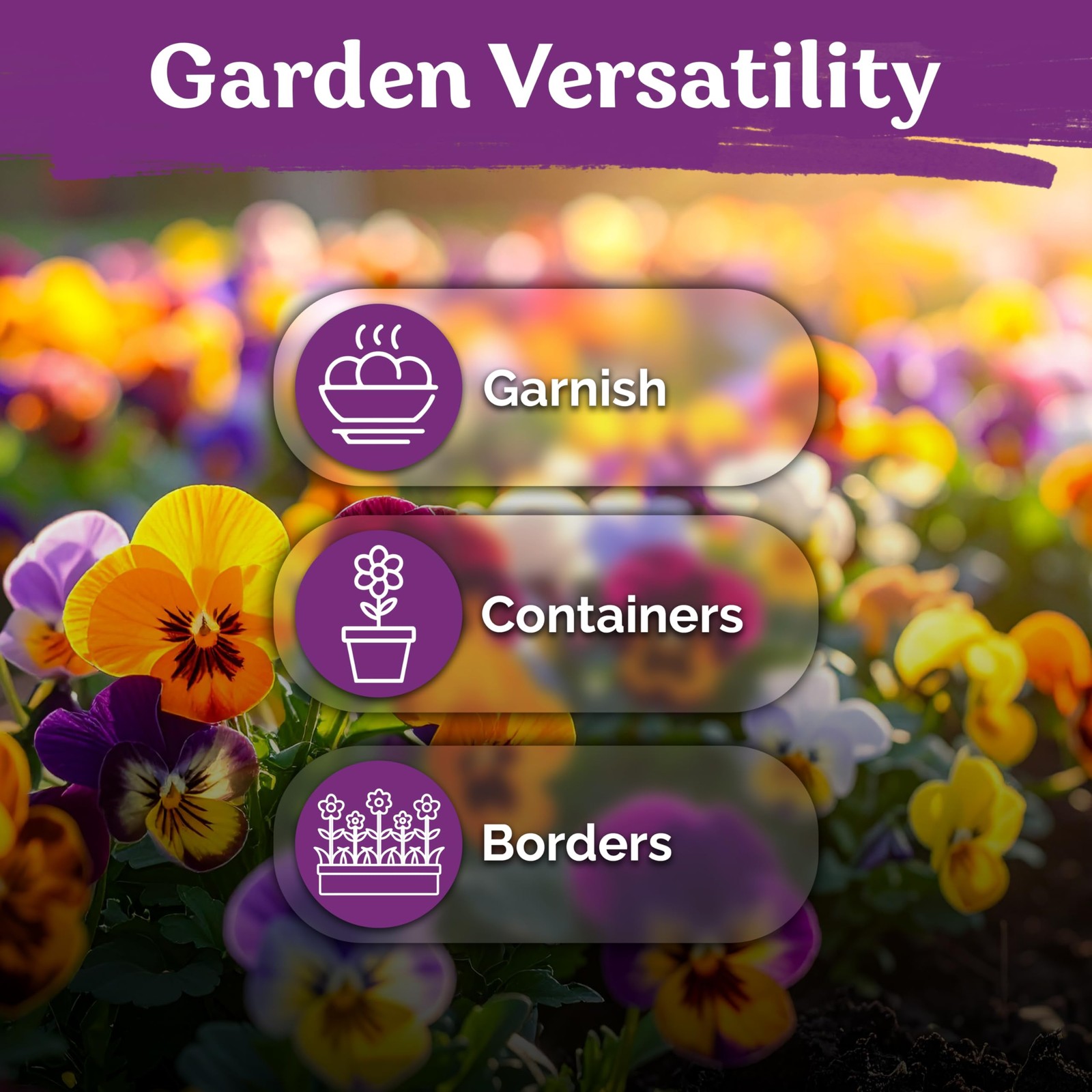 KVITER 1600 Swiss Giants Pansy Seeds For Planting (Viola wittrockiana)