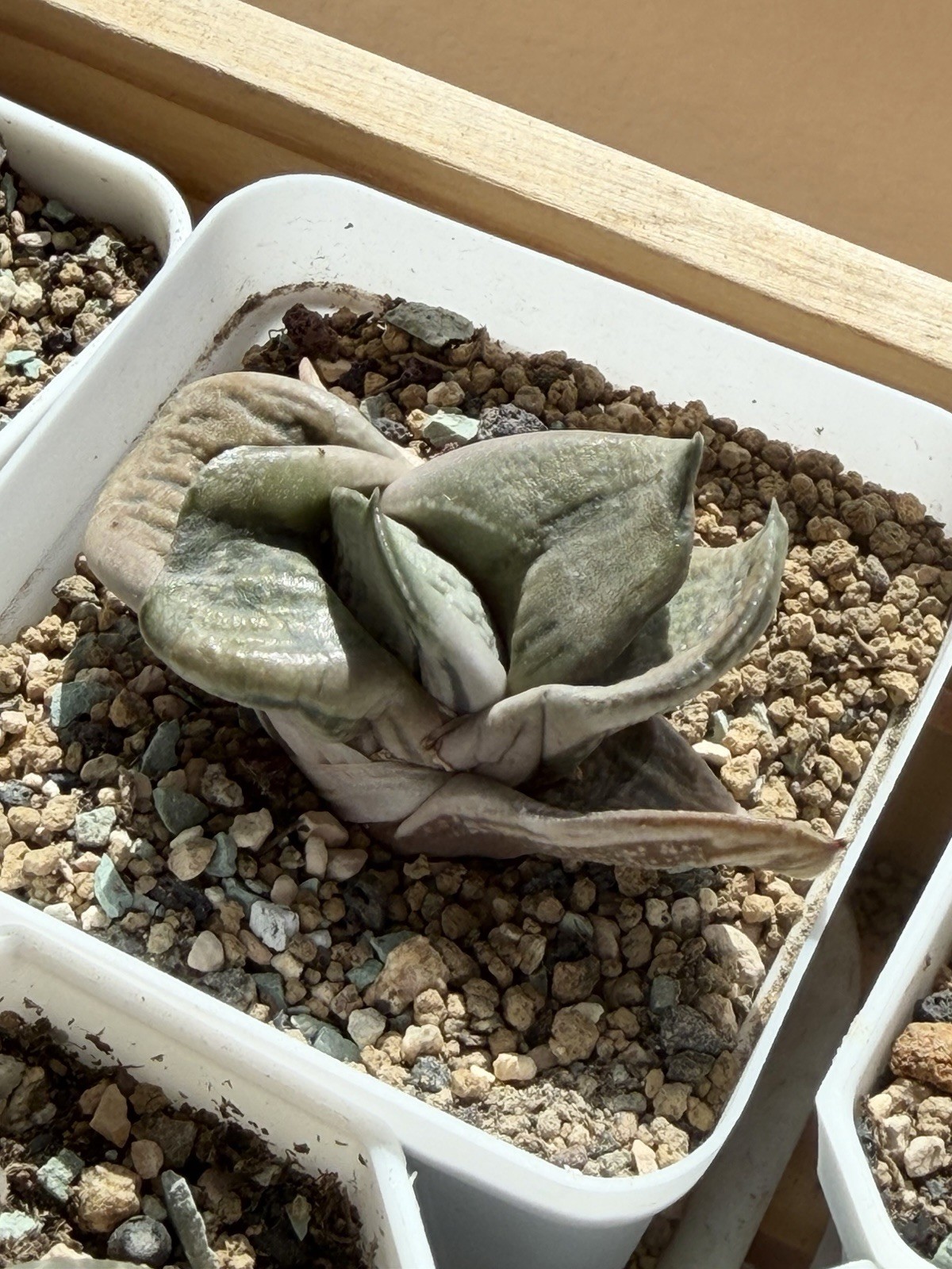 Gasteria armstrongii Hybrid, Live Plant, Same As Pic (2 inches)