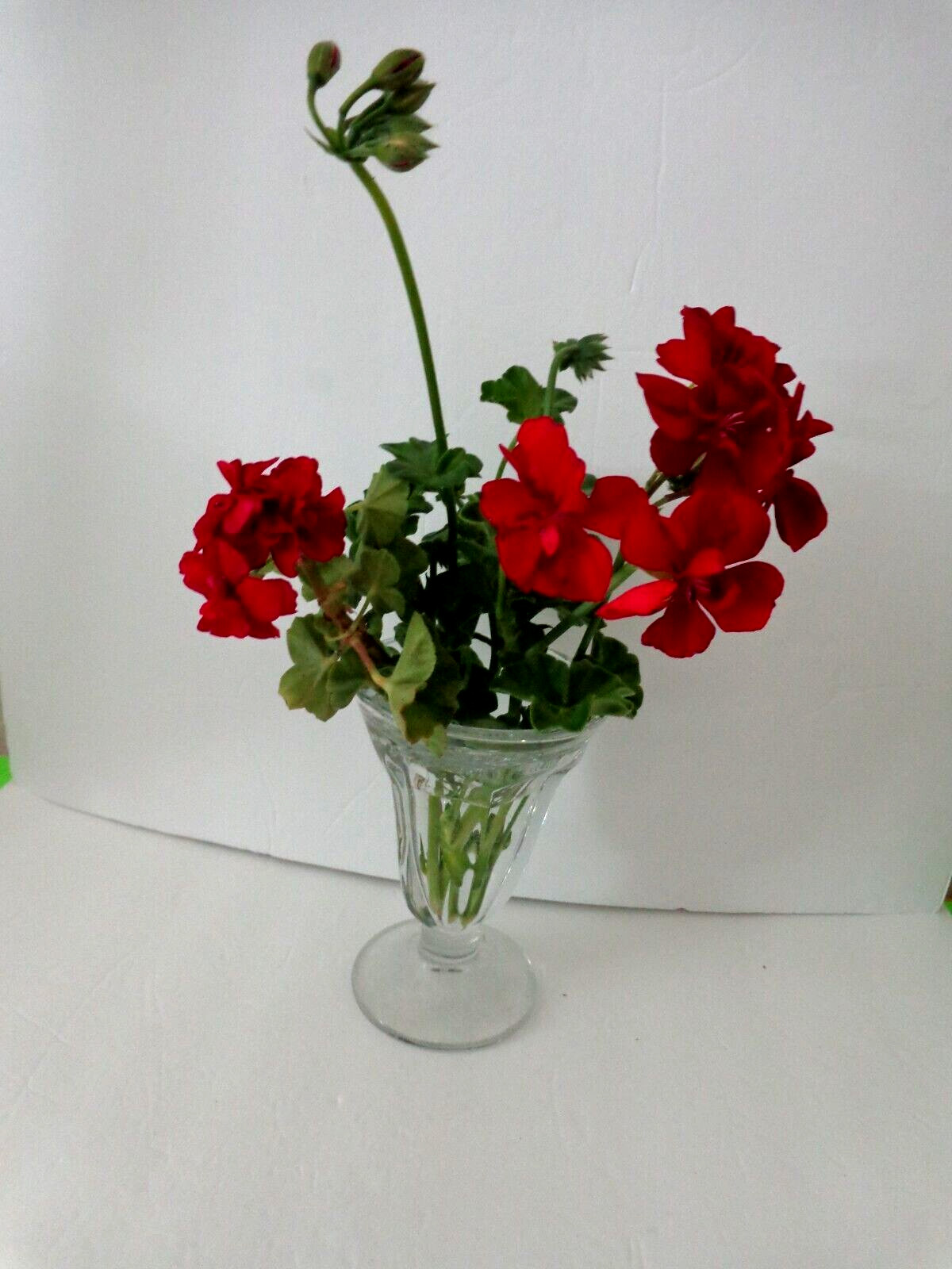 ROSE RED PELARGONIUM PELTATUM IVY GERANIUM LIVE PLANT 3 X 5″ STARTER CUTTINGS