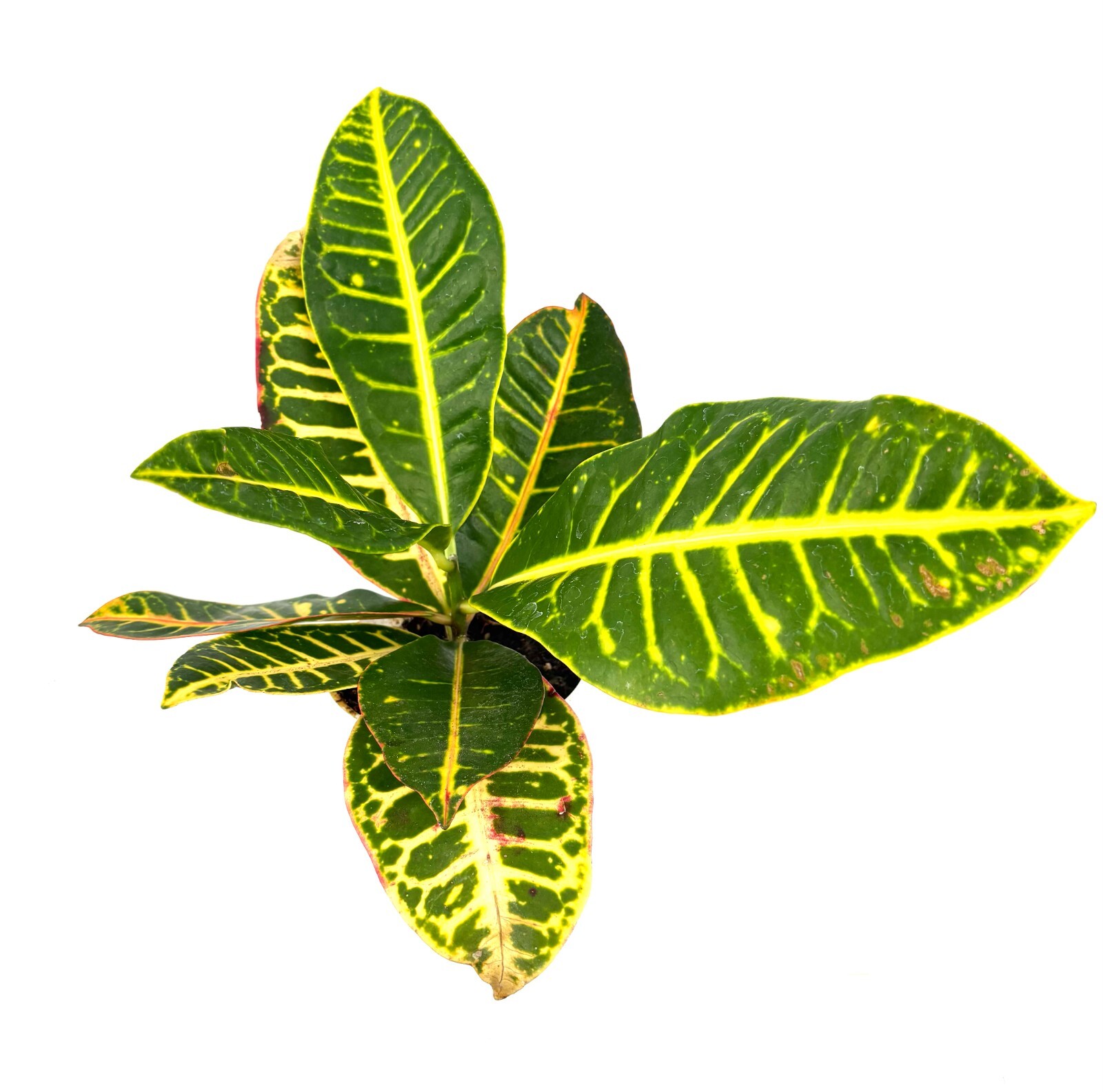 Croton Petra Air Purifying Houseplant, 4” Pot
