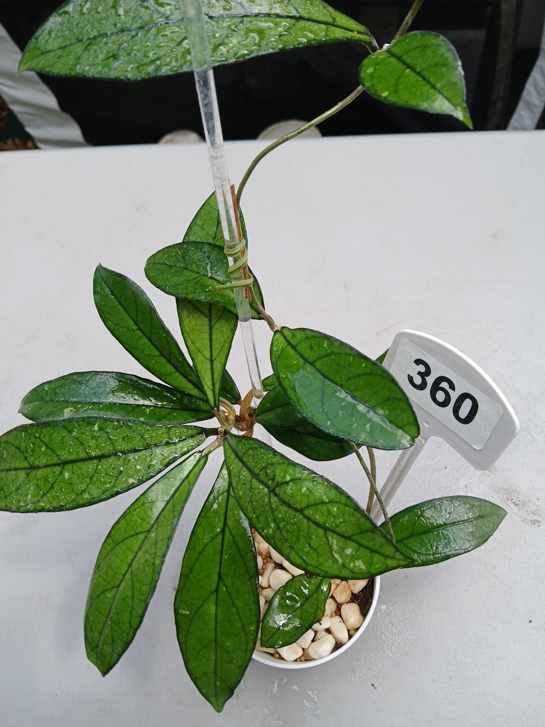 #360- Hoya CRASSIPETIOLATA Green LIVE PLANT,