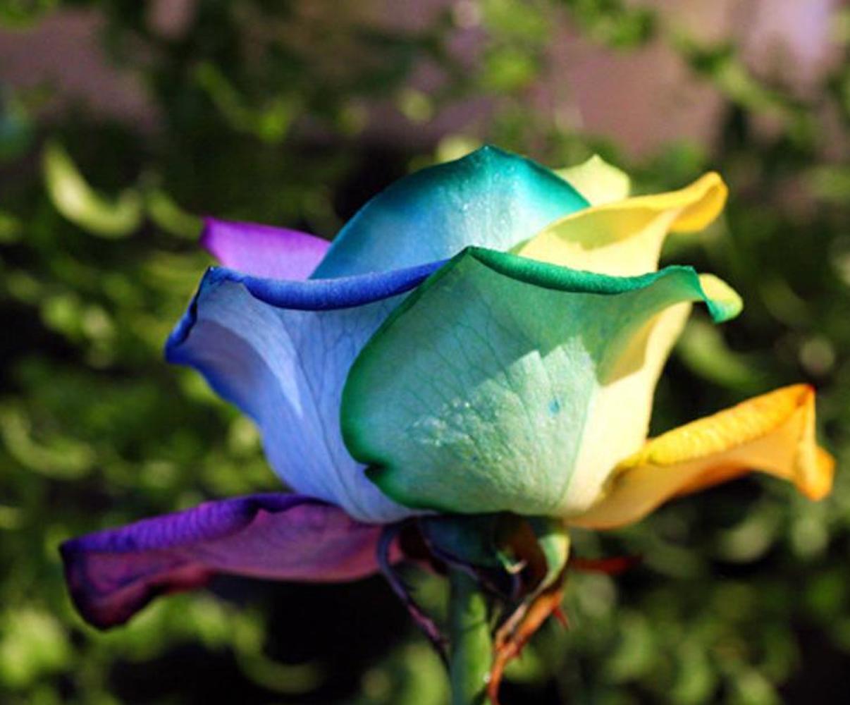25pc RAINBOW ROSE SEEDS Garden Plant Flower rare exotic USA seller FREE shipping