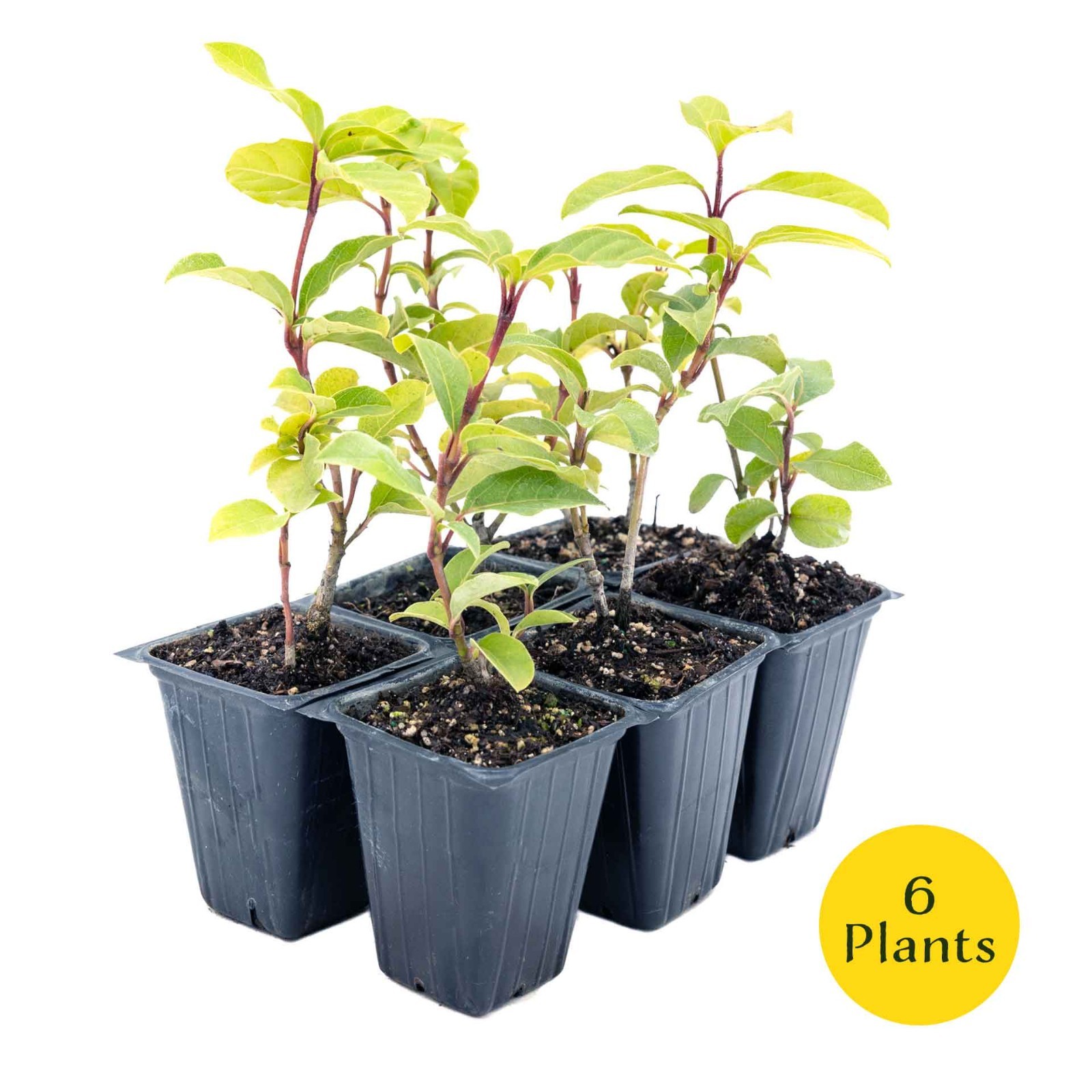 2 Spring Bouquet Viburnum Plants in 3.5″ Cube, Evergreen Flower Shrub (Viburnum)