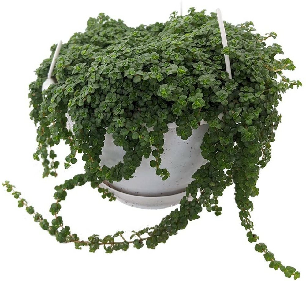 Depressa Jobes Large Tears Leaf Pilea Baby In & Out Live Plant 6″ Hanging Basket