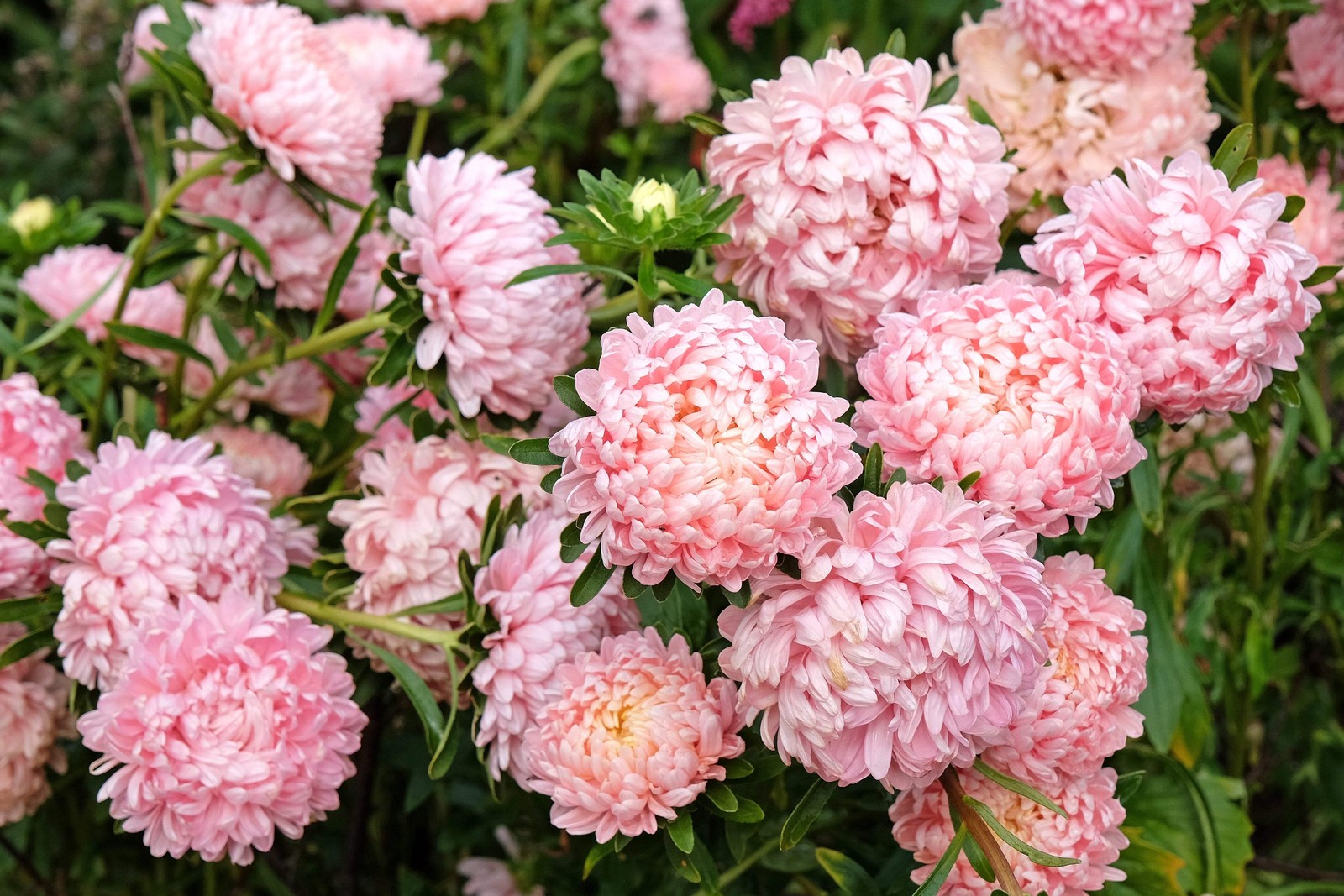 30 MIXED PAEONY ASTER Callistephus Peony Red Pink Blue Purple + Flower Seeds