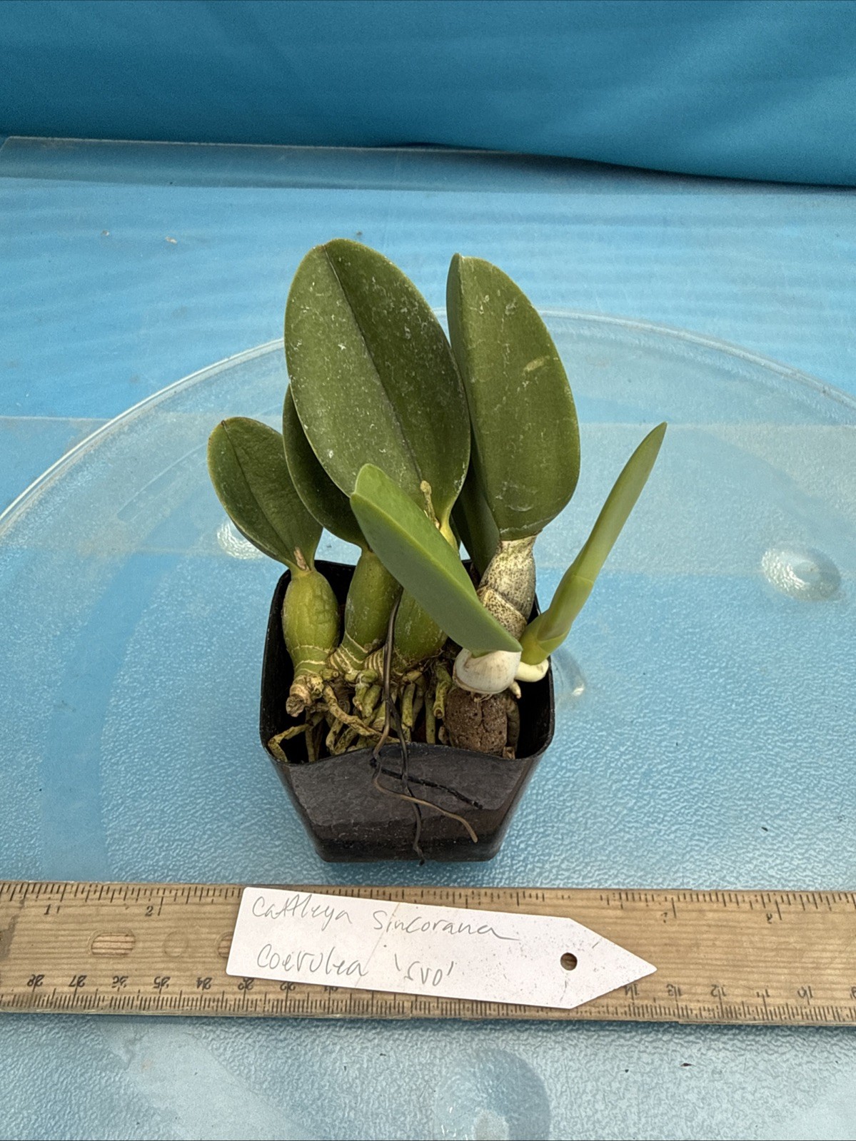 Cattleya sincorana Coerulea ‘SVO’ EXACT BS Orchid Species 2” Pot