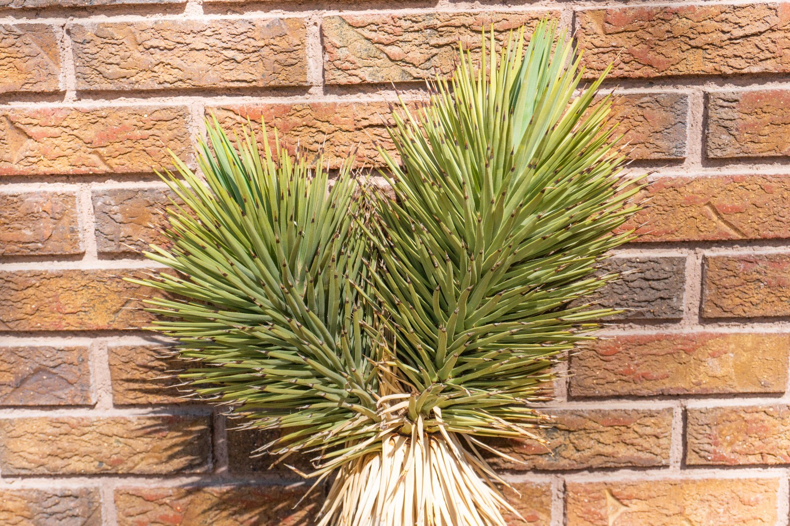 3FT DOUBLE, JOSHUA TREE,PLANT, LEGALLY HARVESTED & TAGGED, YUCCA BREVIFOLIA