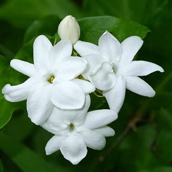 MAID OF ORLEANS JASMINE~Jasminum sambac~~Rooted STARTER Plant~Extremely Fragrant