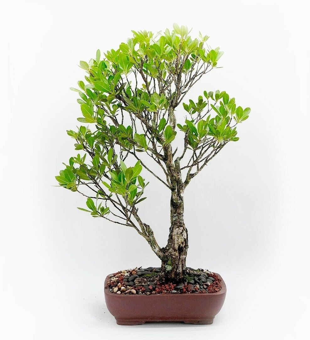 Buttonwood bonsai tree, “Simplicity and harmony” collection from S-G