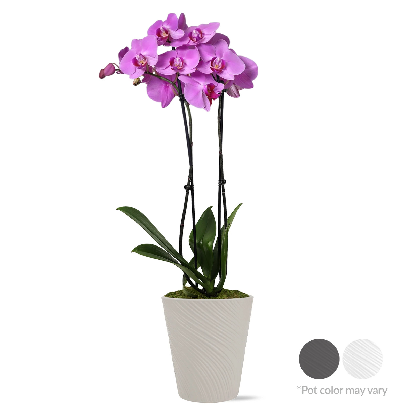 16-30″ Tall Premium Pink Purple Orchid in 5″ Decorative Clay Pot