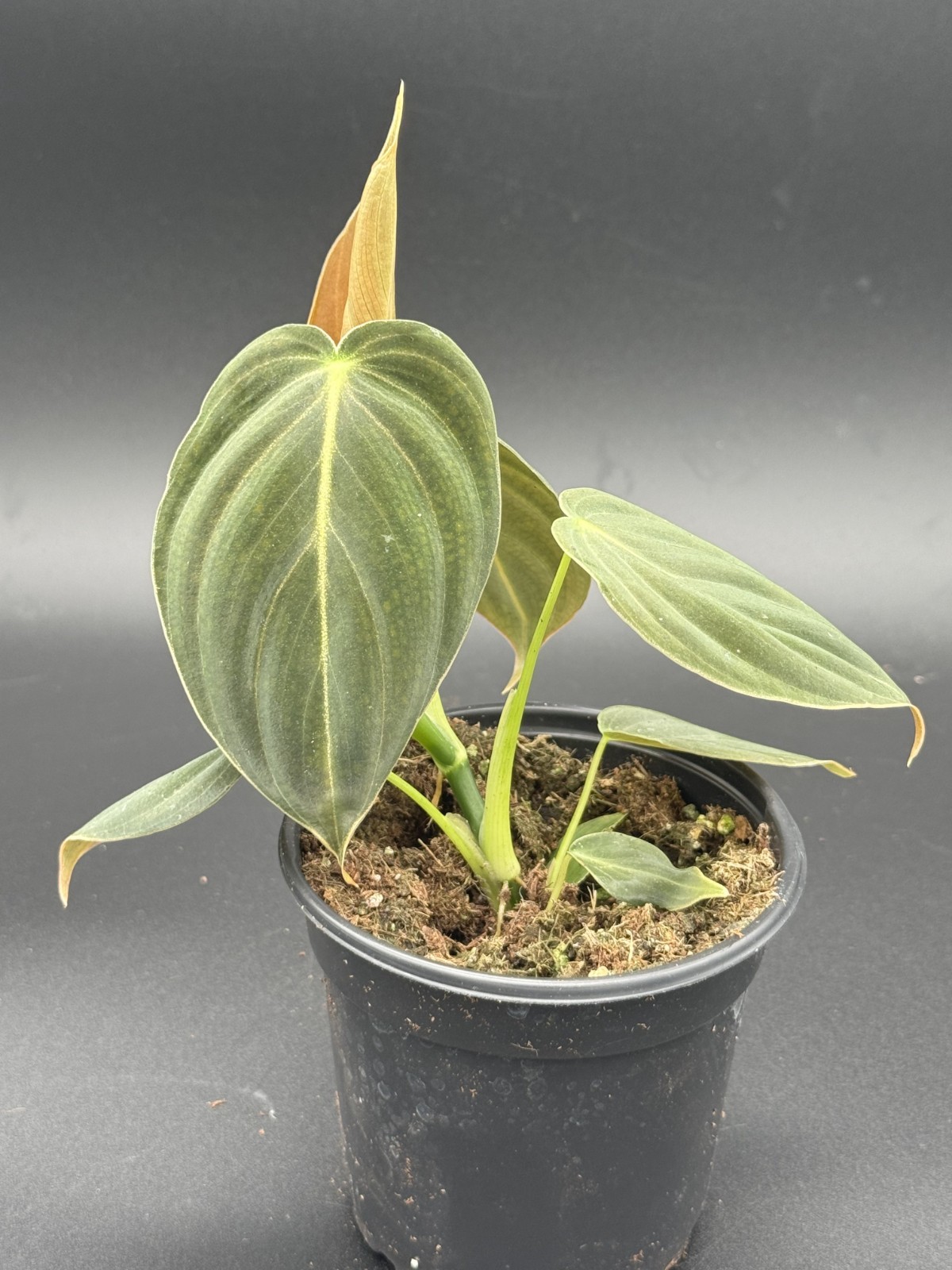 Philodendron Malanochrysum ‘Black Gold’ – 4″ Pot Live Starter Plant