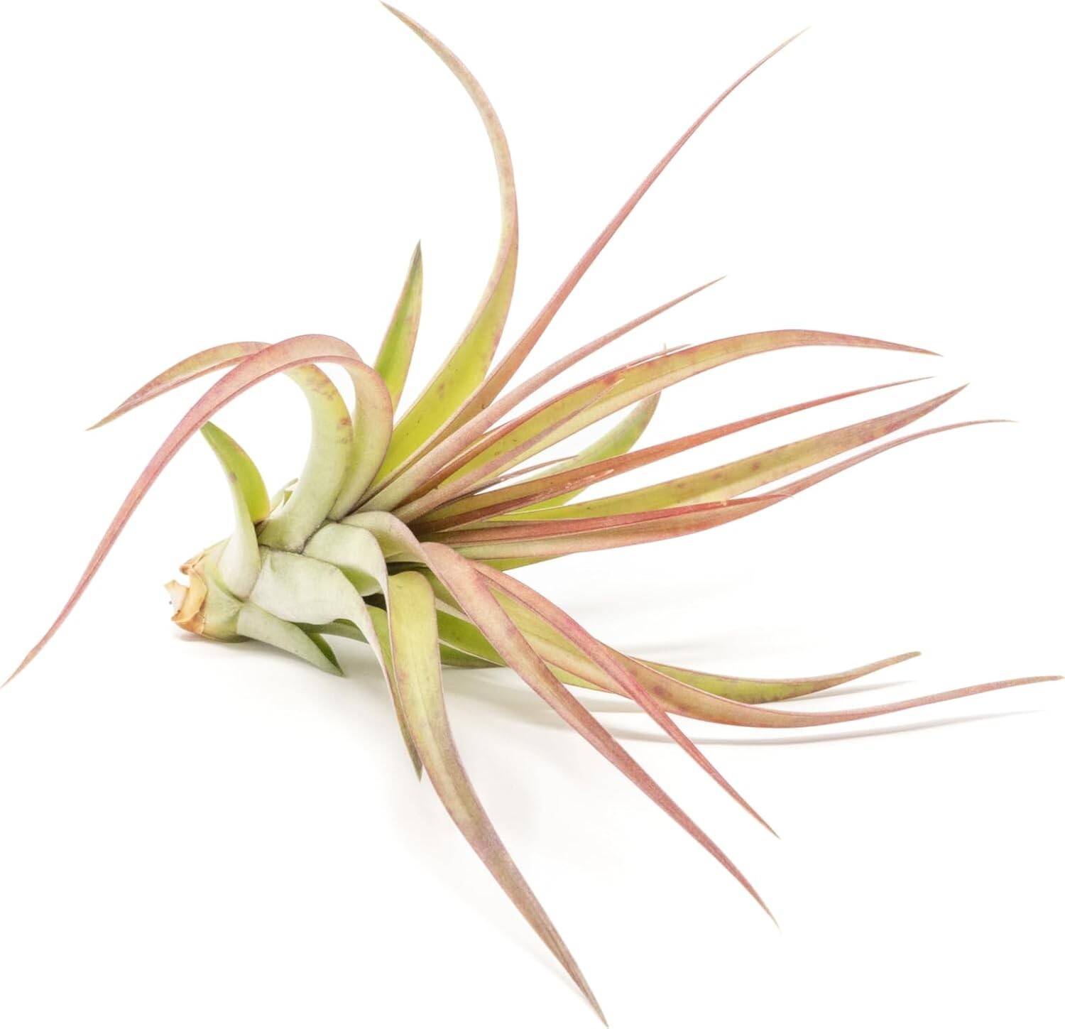 Large Sparkler Air Plants 5–7″ – Live Tillandsia with 30-Day Guarantee