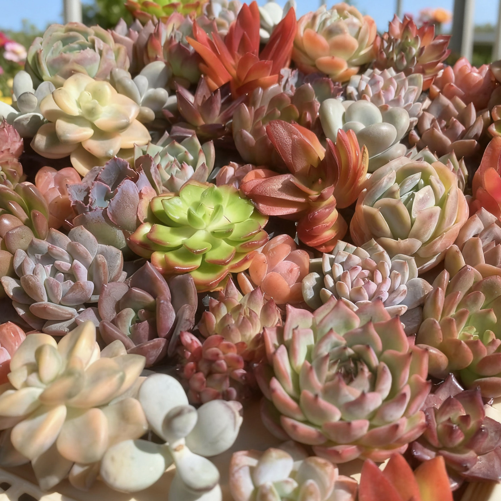 Succulent Plant Live Mix 6/12/24 Pcs Assorted, Bare Root Without Soil Pot,