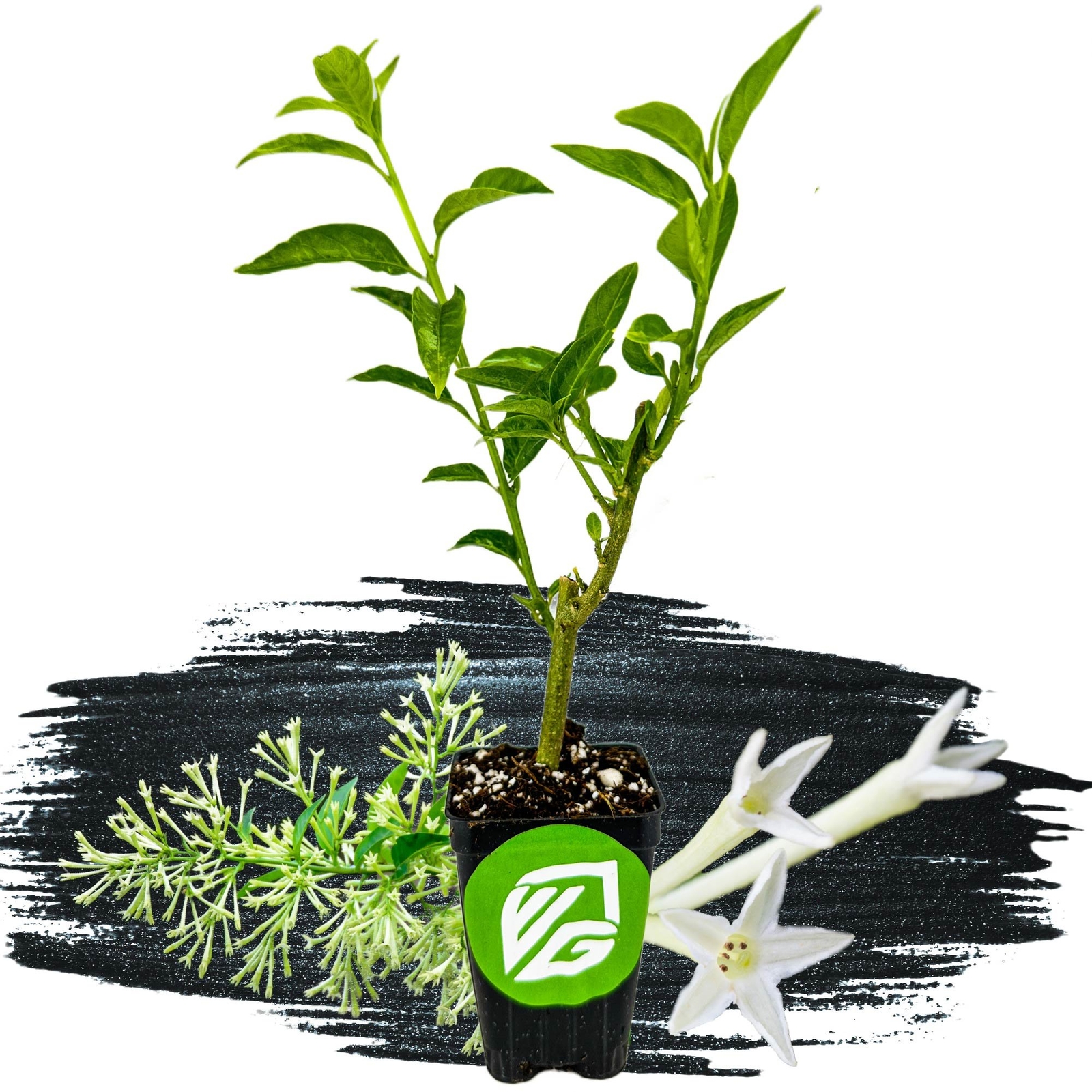 Night Blooming Jasmine – Cestrum nocturnum – Live Plant
