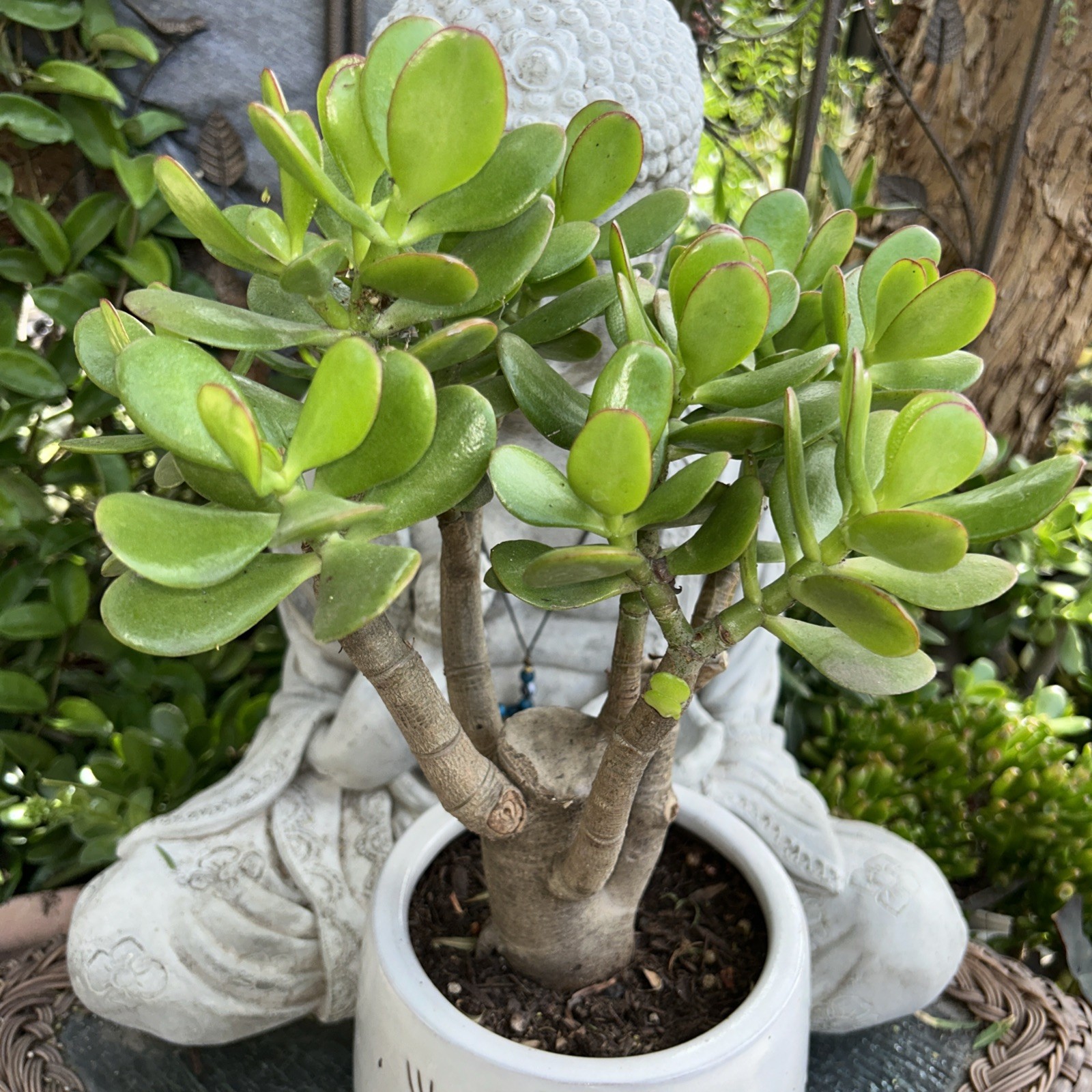 Jade Plant Crassula Ovata Money Tree 12” Tall X 10” Wide Blooms White