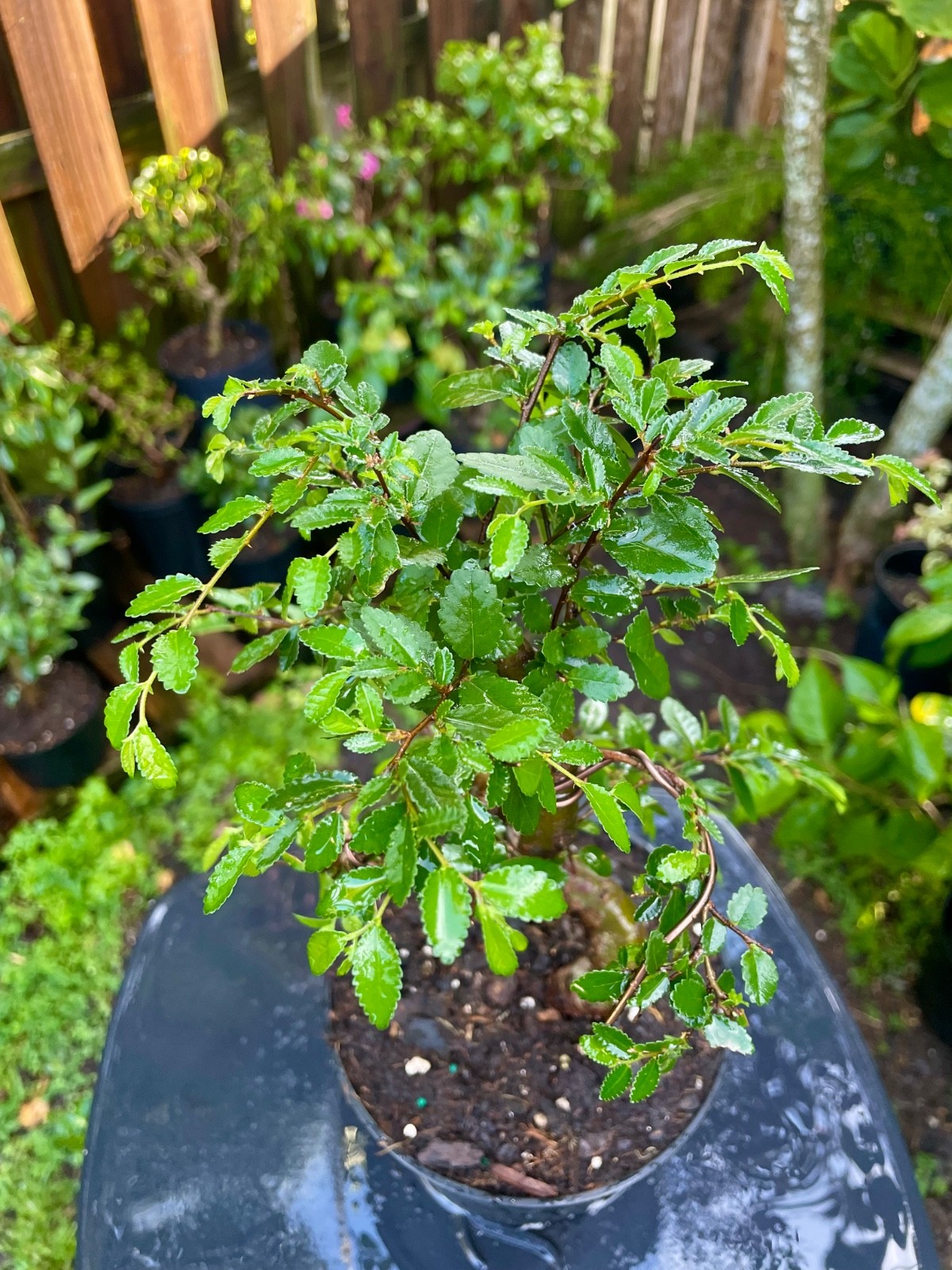 CHINESE ELM Pre-Bonsai /Bonsai S Tree Cold Hardy / Tiny leaves 5 years old