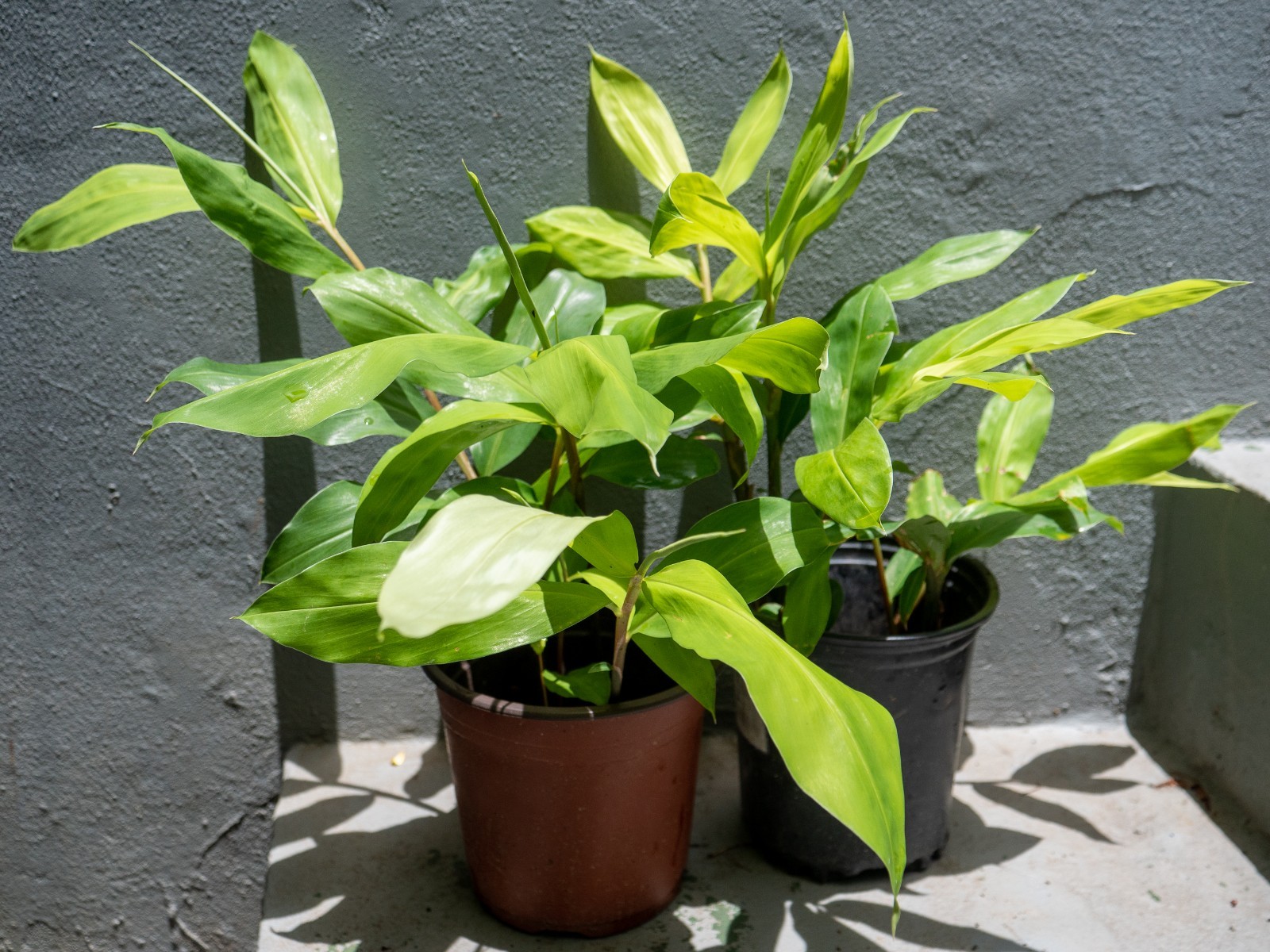 2 Shampoo Ginger Rhizomes (Zingiber Zerumbet) Awapuhi Kuahiwi for planting