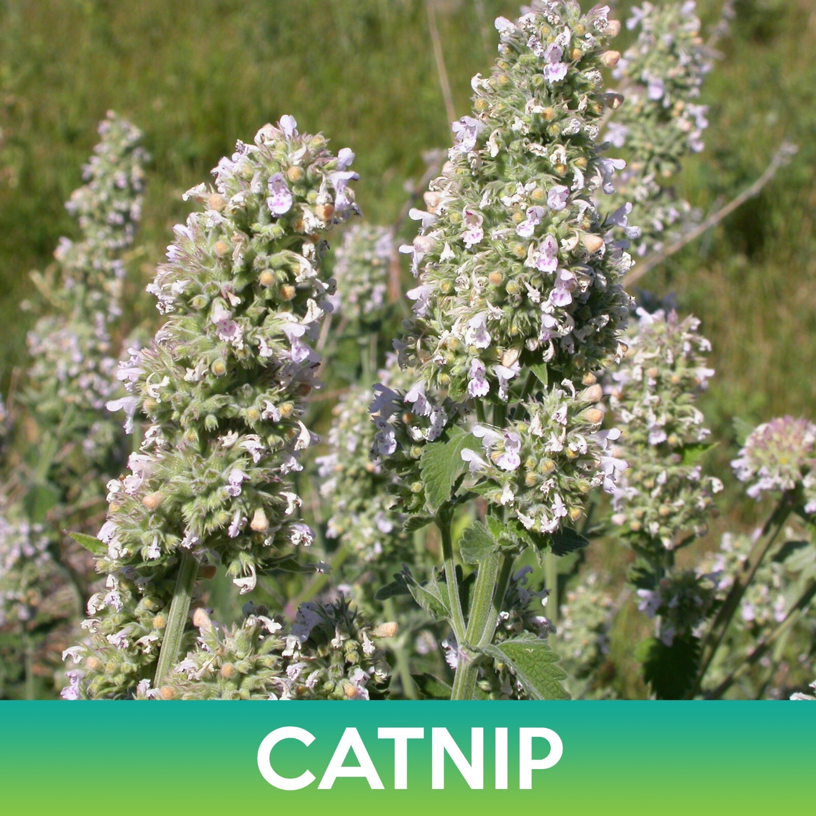 Catnip Seeds, Catmint, Nepeta Cataria