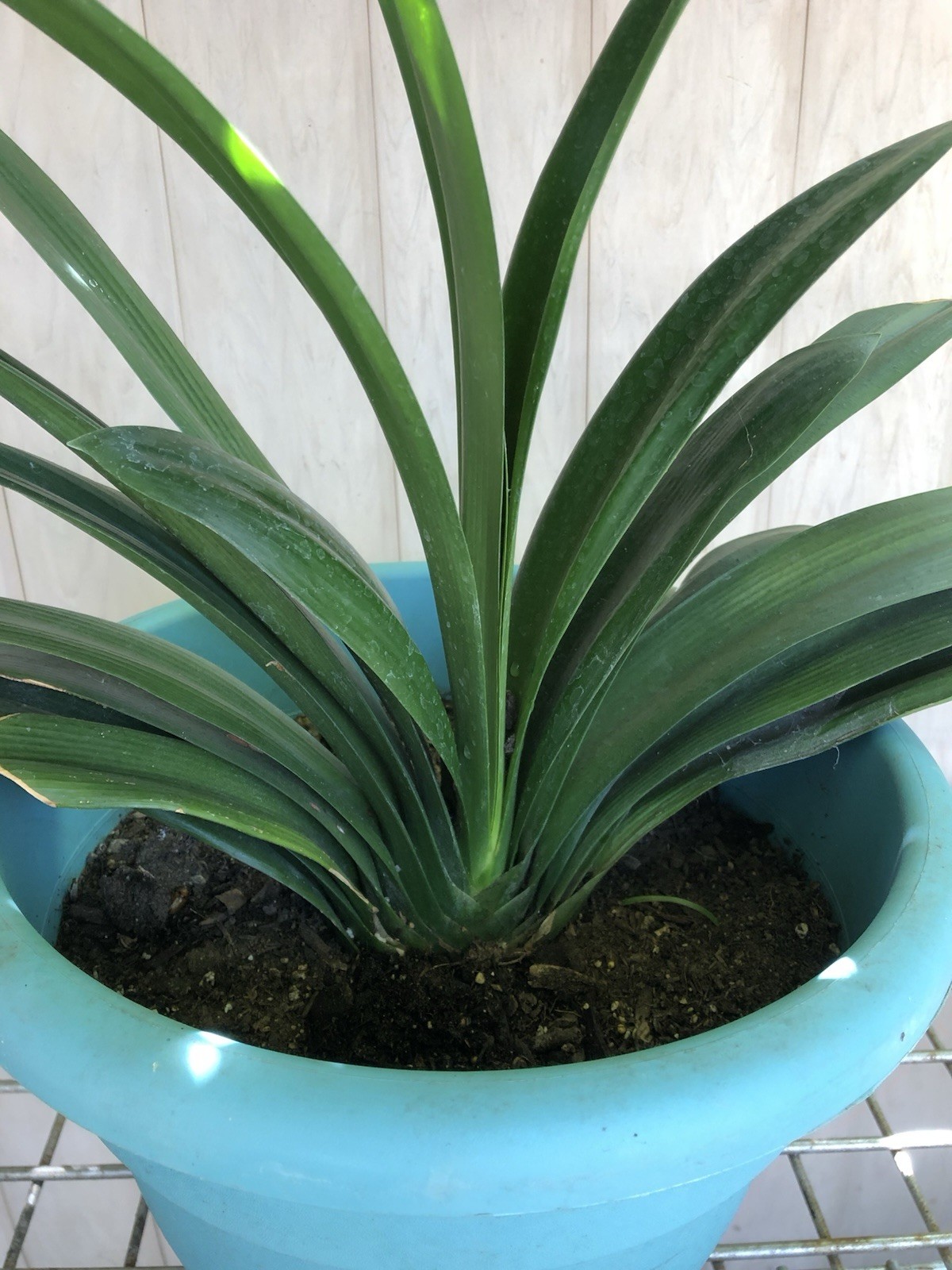 1 Clivia Miniata Bush Lily 15 Leaves Bare Root Orange Flower No Pot