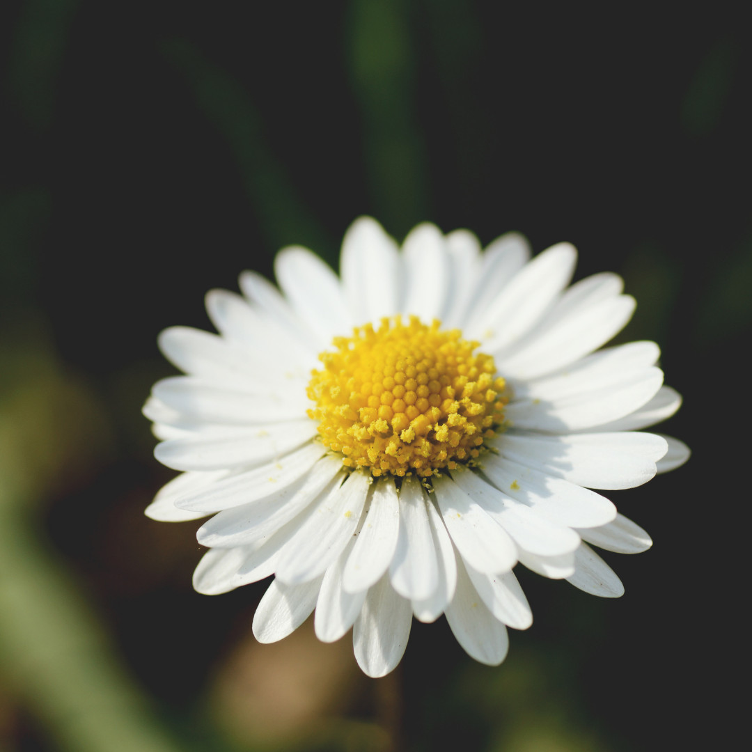 Fresh German Chamomile Seeds | Herbal Tea | Heirloom Non-GMO | Flower Seeds