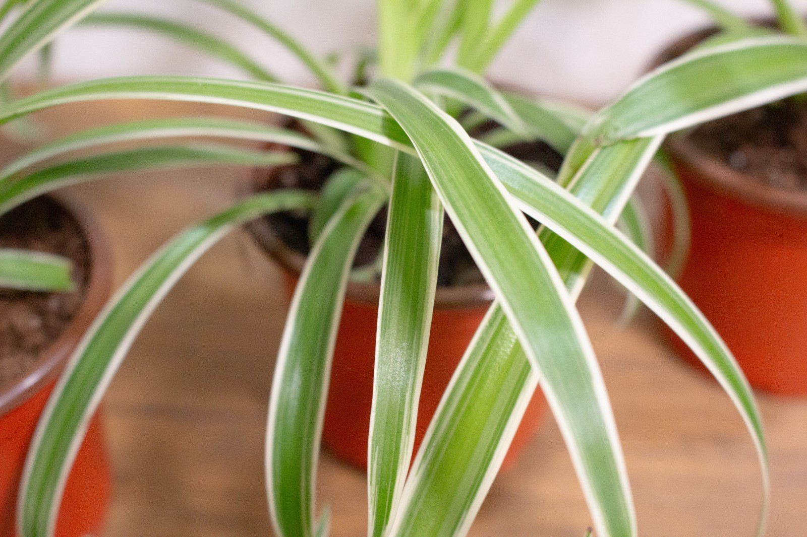 FULLY ROOTED Reverse Variegated Spider Plant Cutting: Easy-Grow, ready to repot