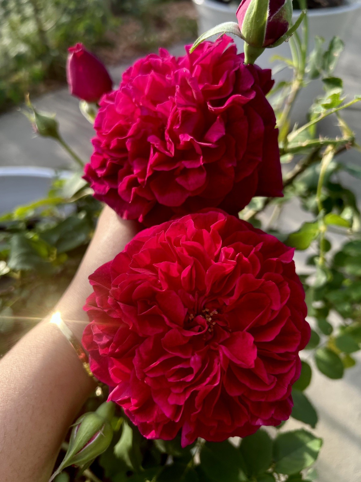 Ausbernard Shrub Rose Plant UNROOTED CUTTINGS 3 Fresh Cuttings 6” LONG