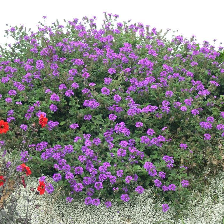 Verbena canadensis Homestead Purple 25 Plants in 3-1/2 inch Pots