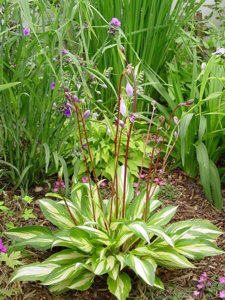 Hosta Cherry Berry Well Rooted 5.25″ Pot Perennial Shade Unique Leaves Red Stems