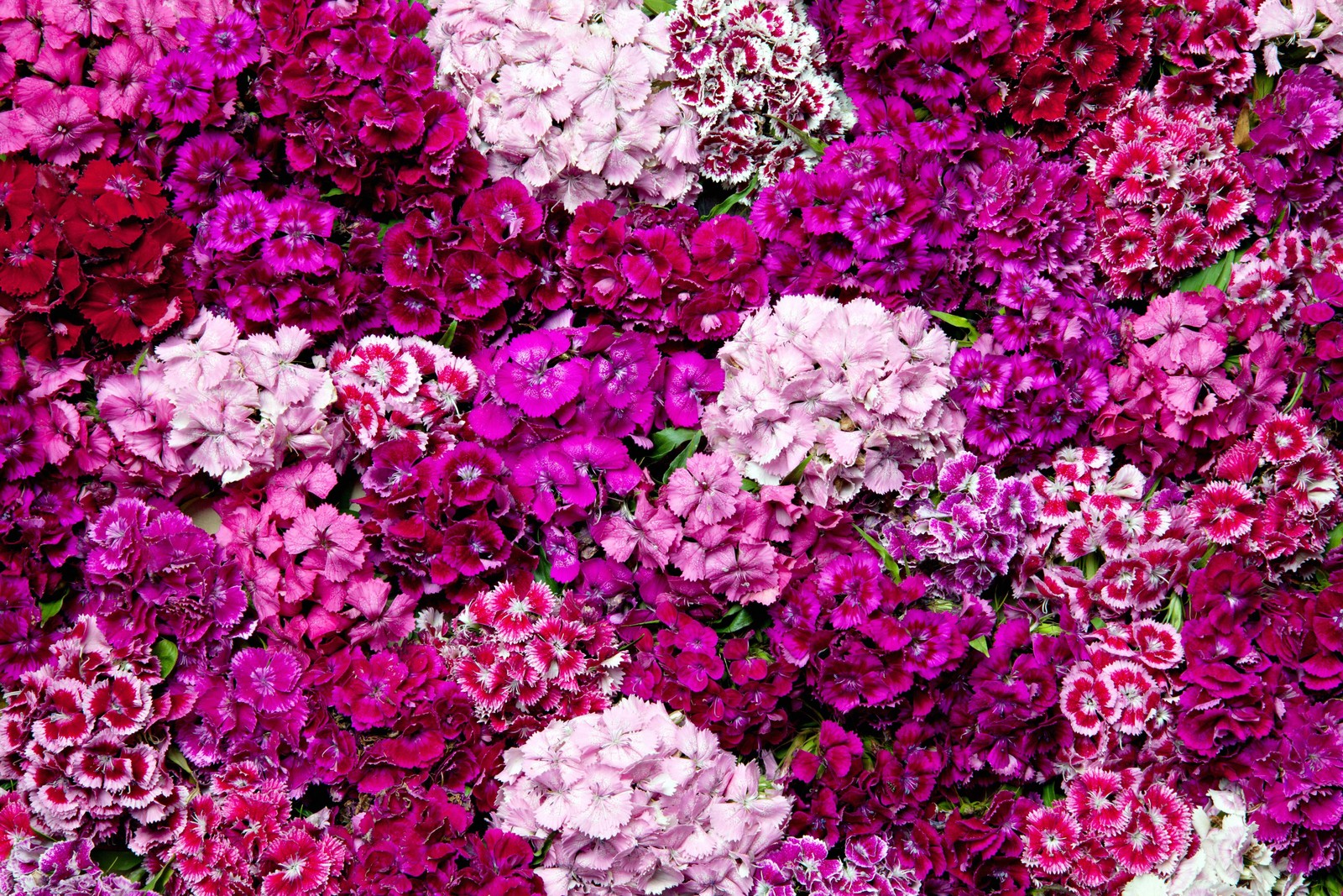 100 WEE Willie Dwarf SWEET WILLIAM Mixed Colors Dianthus Barbatus Flower Seeds