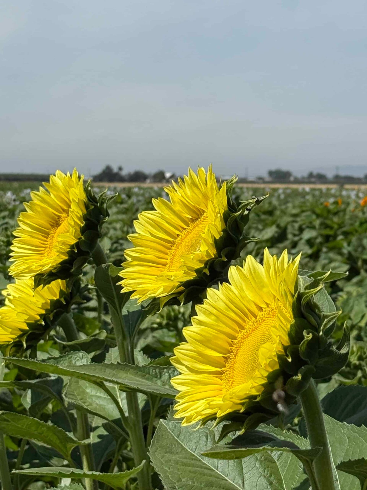 ProCut Lemon Lite Sunflower New for 2026! 10 Seeds Free Shipping!