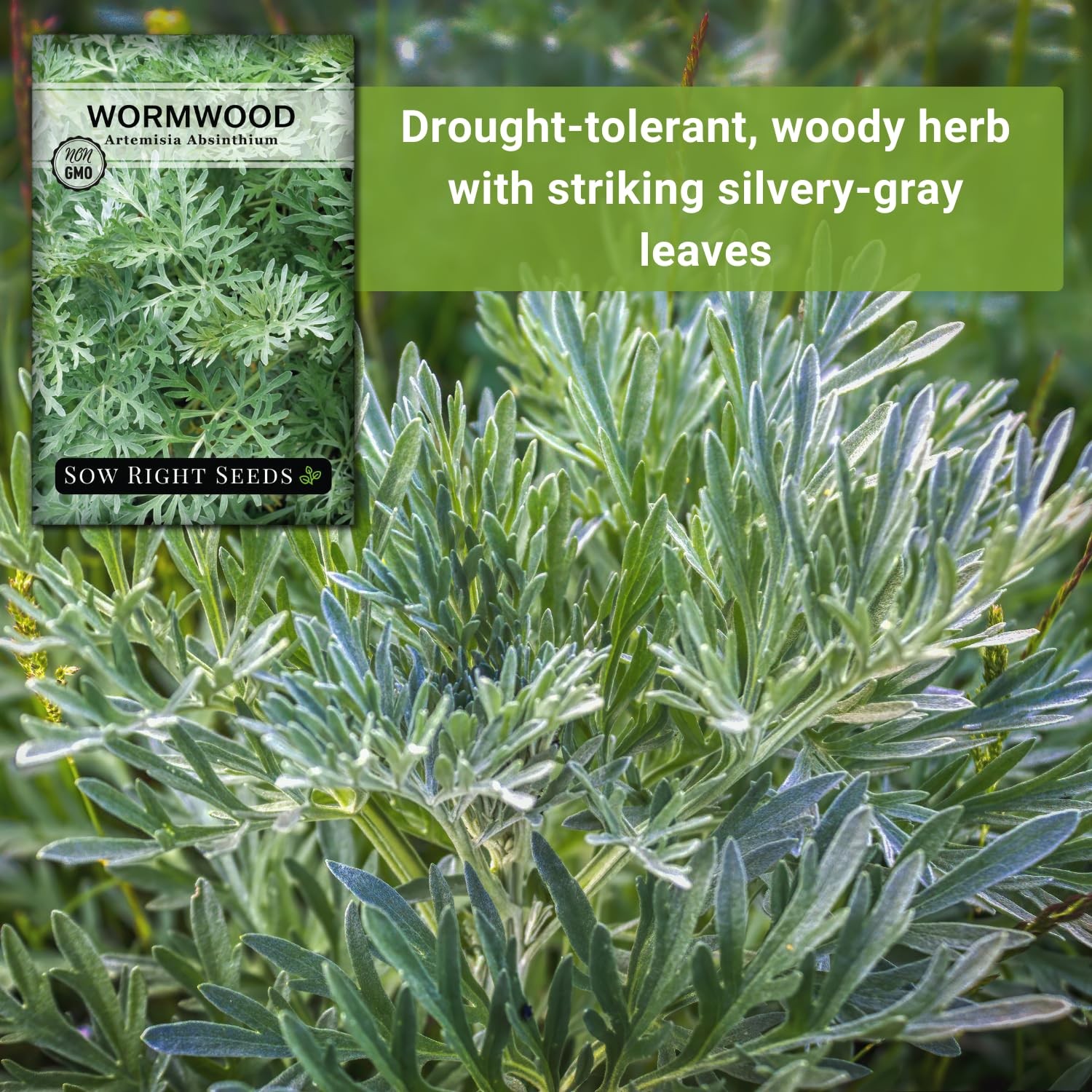 Sow Right Seeds – Wormwood for Planting – Non-GMO Heirloom Packet Green