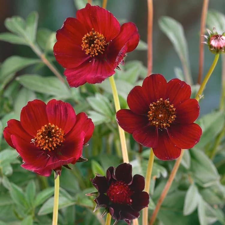 200+ Chocolate Cosmos Seeds Double Flowers Garden Planting Dark Red