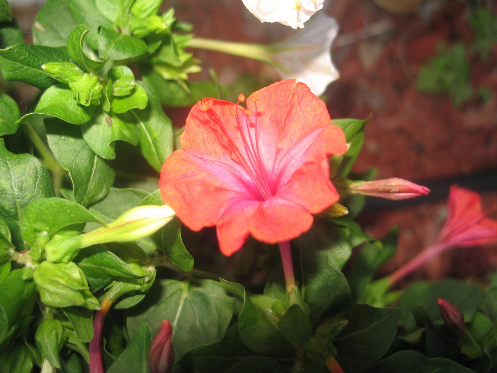 Mirabilis jalapa Salmon Sunset 10 seeds