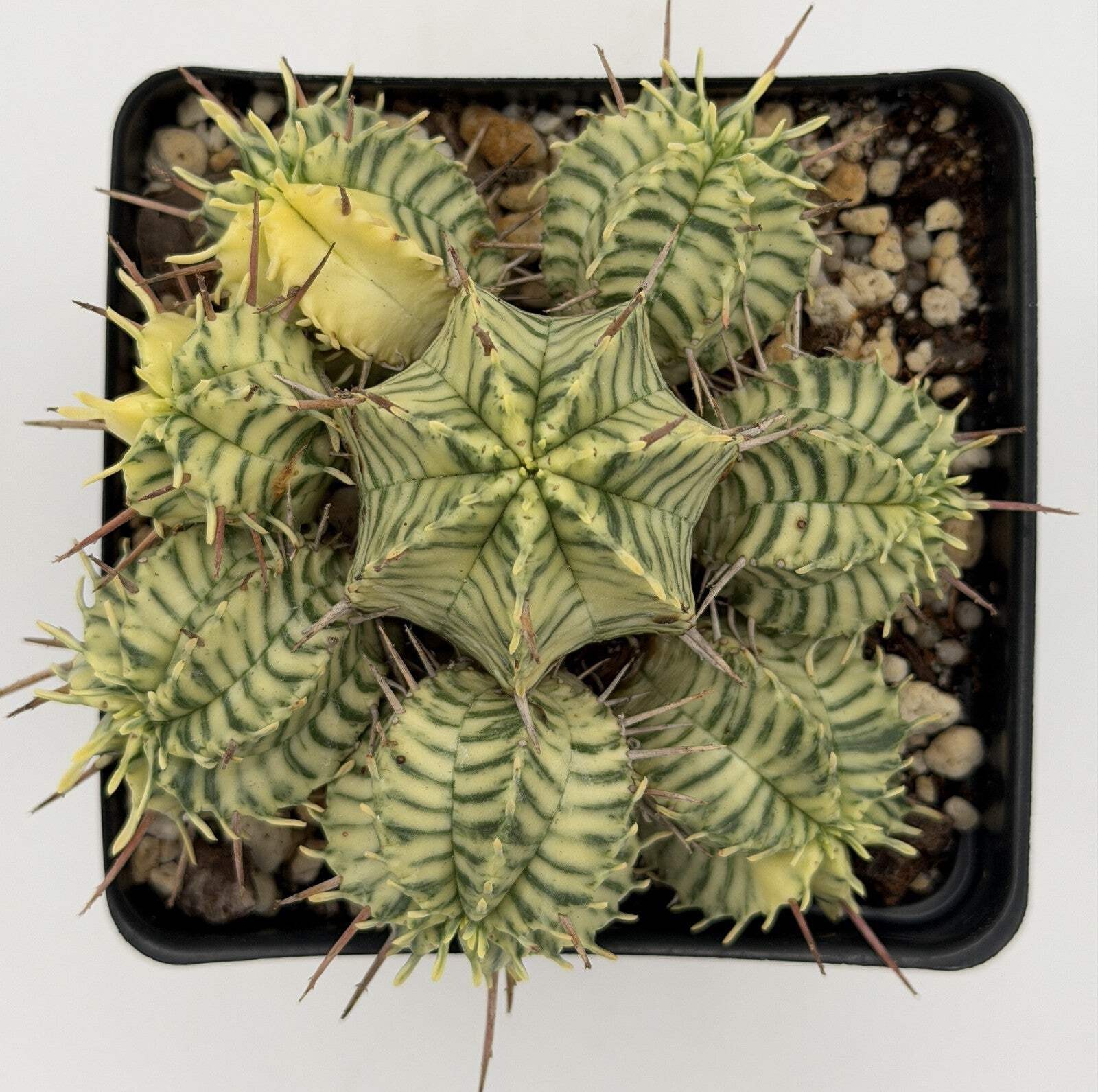 Euphorbia Meloformis Variegated Super Healthy In 4.5 Inch Pot- Multi-Head Plant!