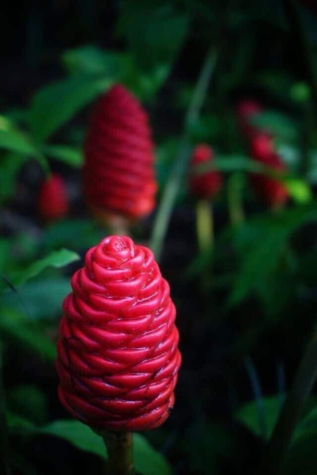 Organic Hawaiian Red Awapuhi Shampoo Ginger Rhizomes – Zingiber Zerumbet