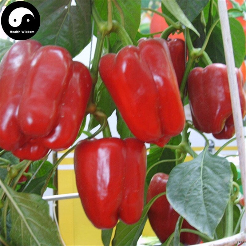 120+ GIANT RED BELL PEPPER SEEDS – SWEET – HEIRLOOM – ORGANIC – NON GMO — FRESH