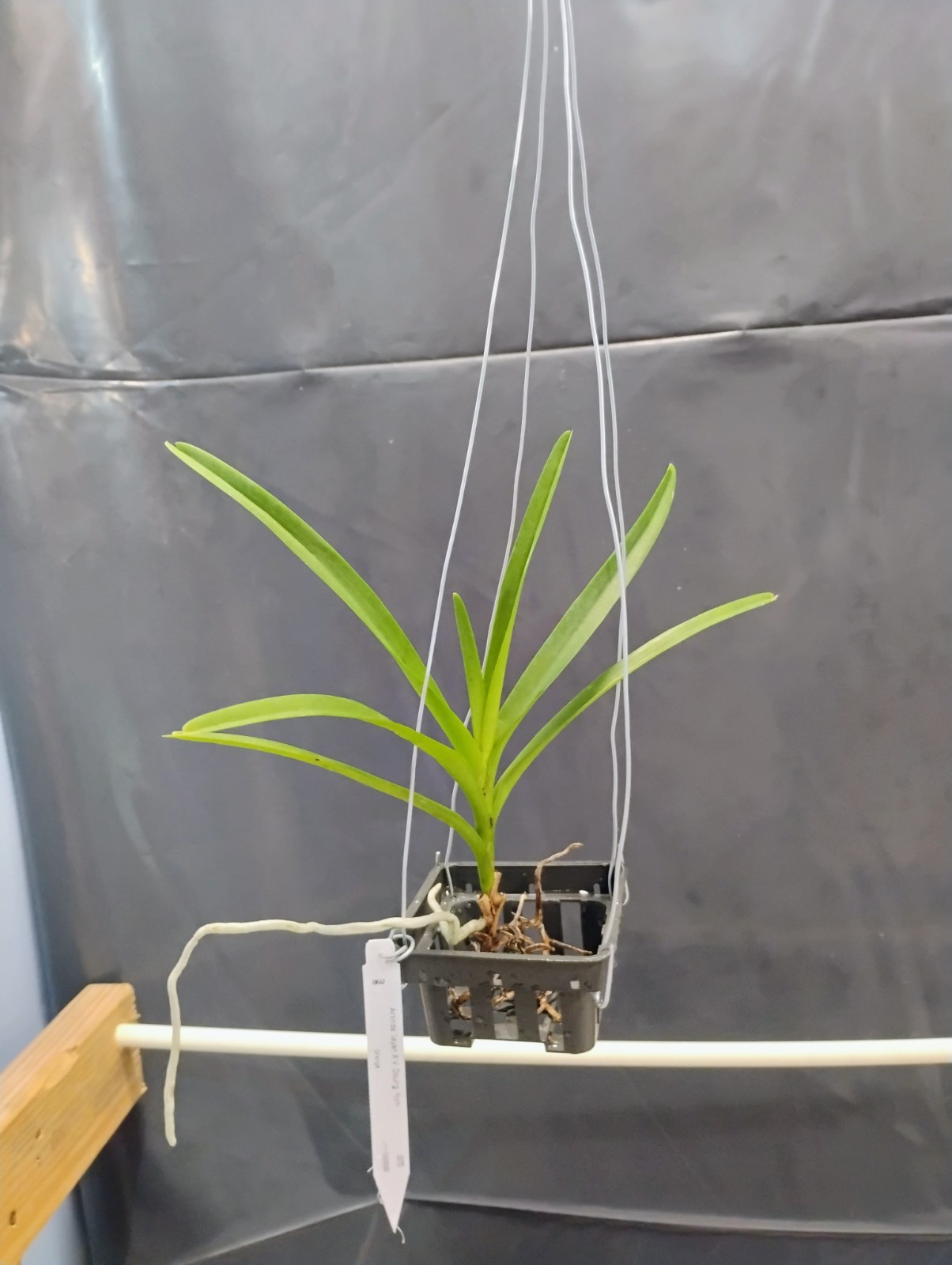 Vanda Orchid – Aranda Sayon X Vanda Doungporn