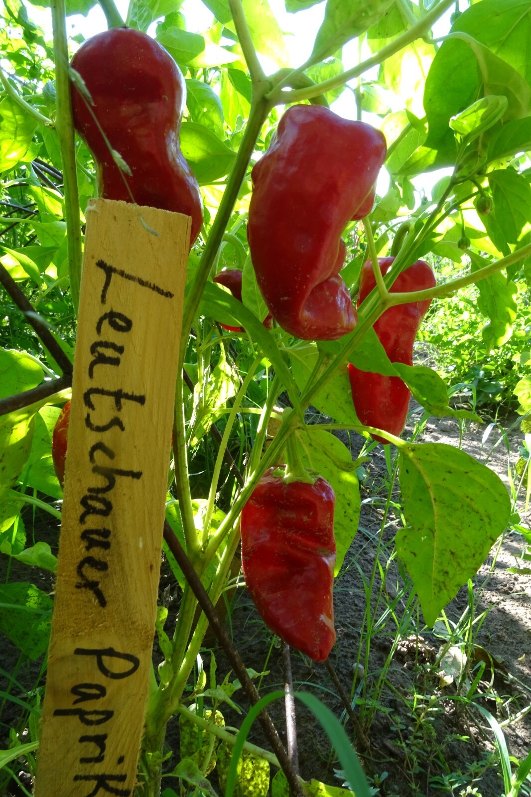 Leutschauer Paprika Pepper – Dazzling red drying pepper