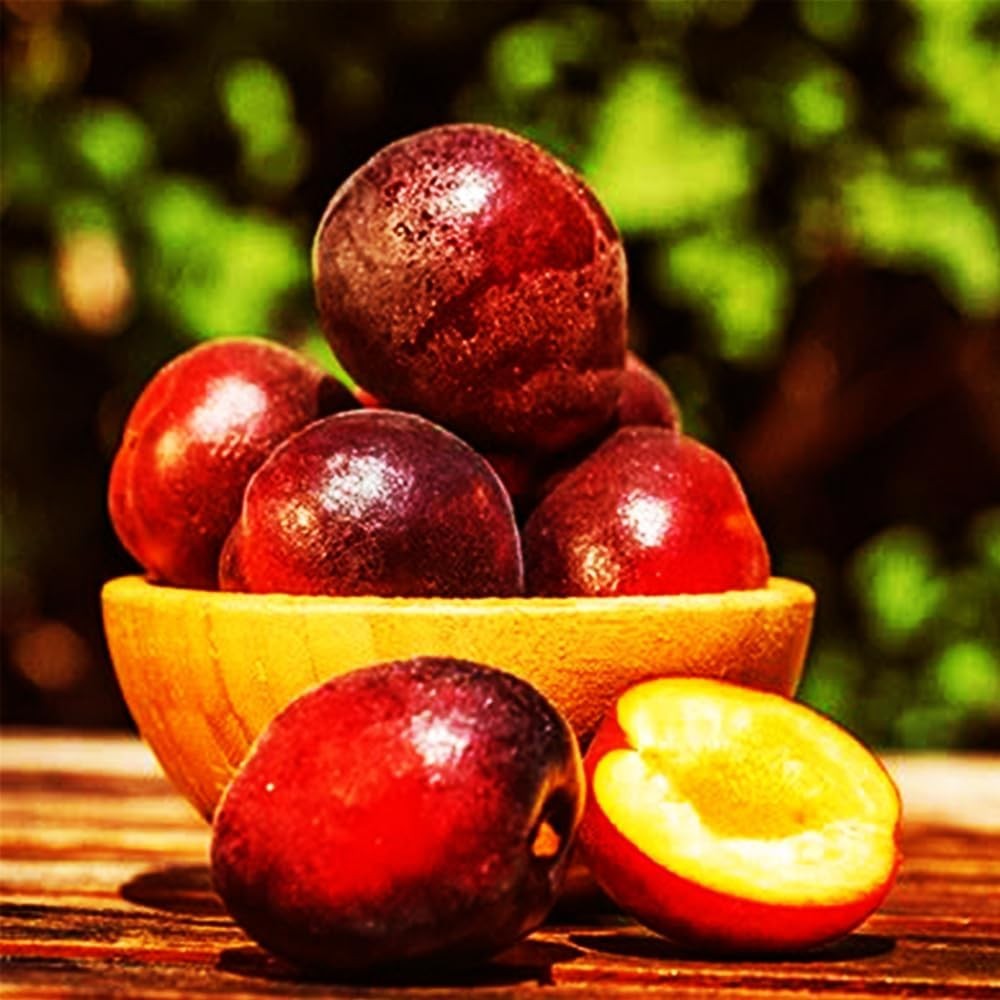 150+ Wild Perennial Plum Trees Fruit Seeds for Planting Outdoors-Organic Native