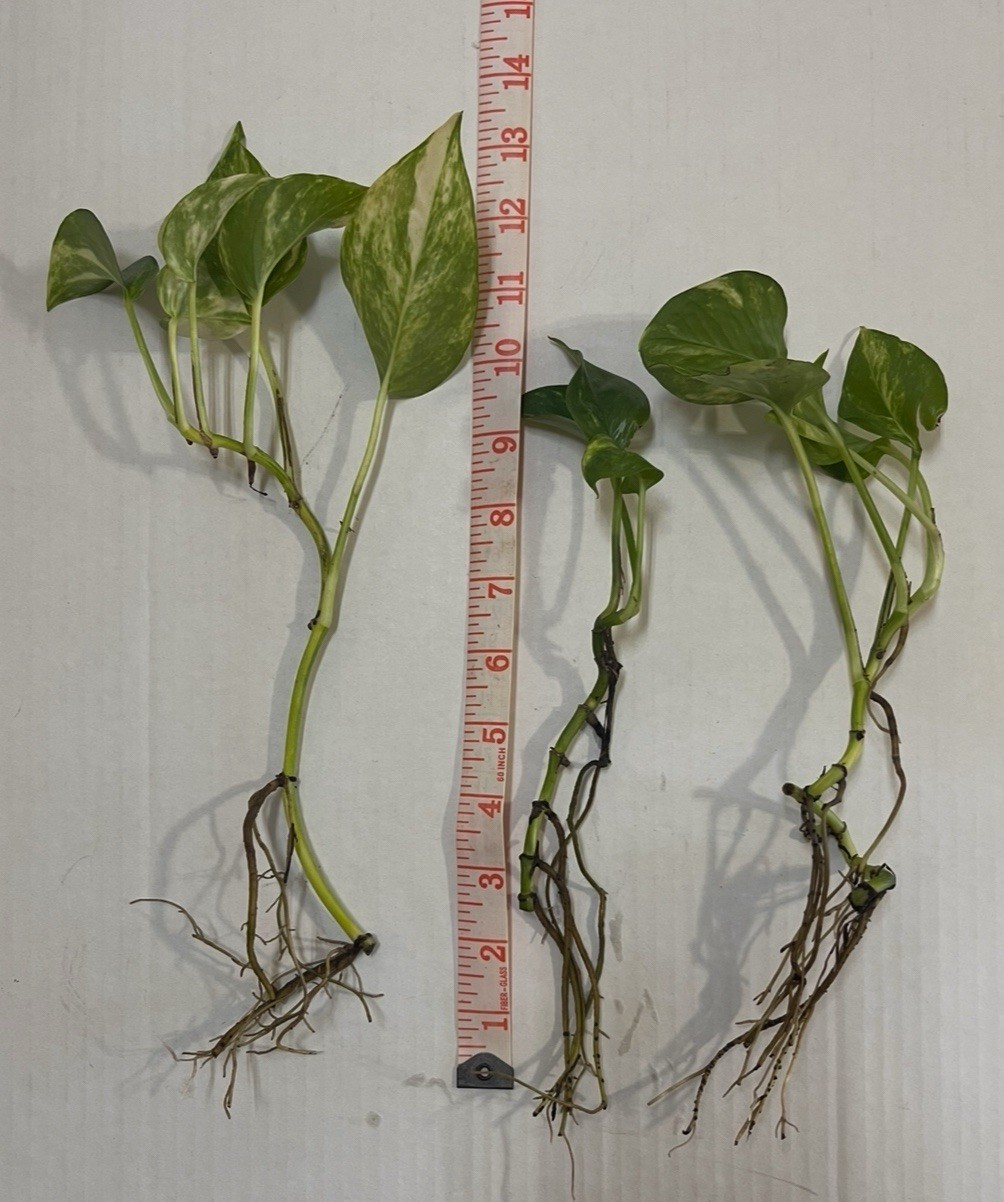 Pothos Indoor Live Plant 7in – 10in Cutting 3PC Well Rooted NO POT Good In Water