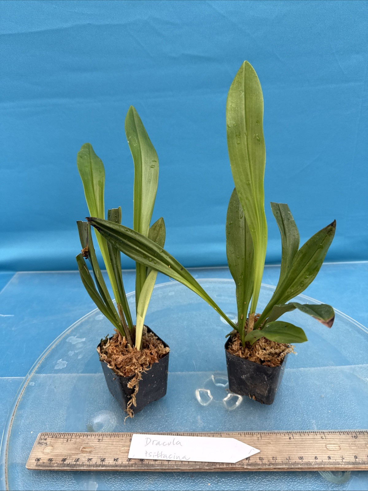 Dracula psittacina Red-Orange Ivory Yellow Bloom Size Orchid Species 1.5” Pot