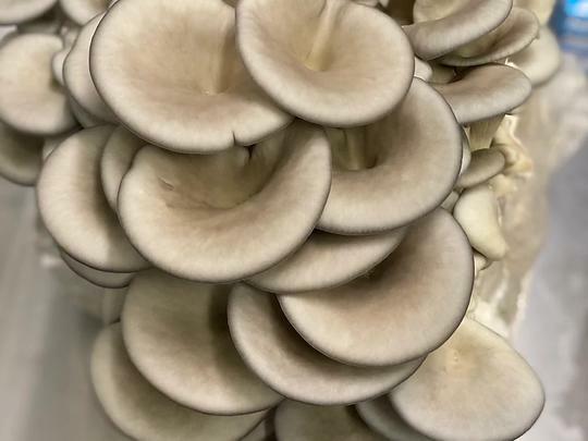 MushroomMediaOnline – 100% Oak Mushroom Pellets 10# – 240# (Free shipping)