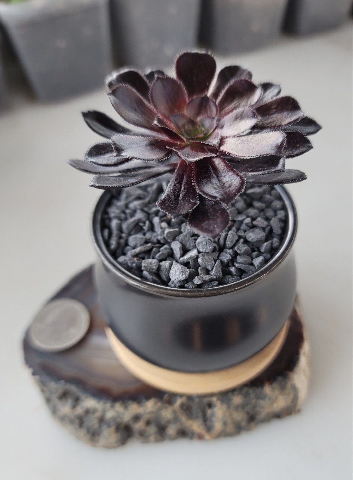 Live Rooted Aeonium Arboreum Zwartkop “Black Rose” Succulent In 3×2″ Ceramic Pot