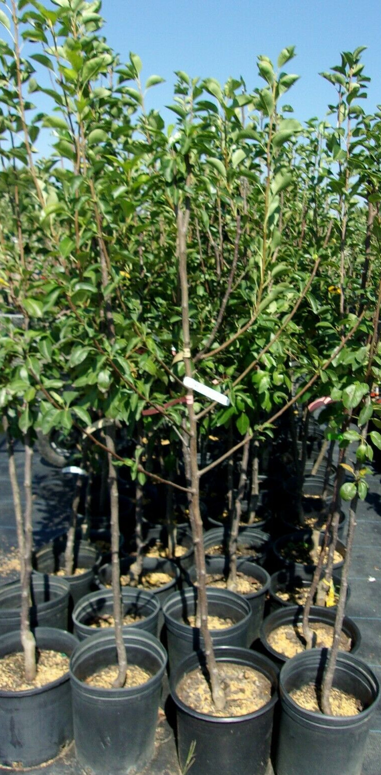 HOOD PEAR 4-6 FT Tree New Plant Healthy Sweet Fruit Trees Pears Plants Zone 8-10