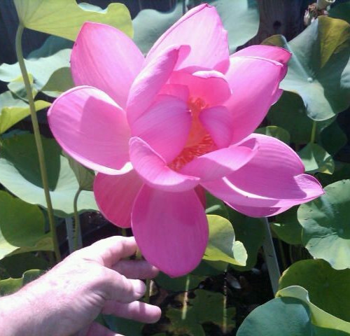 The PRESIDENT ~ Live Hardy Lotus Tuber Pond Bog Water Plant FLOWER WILL BLOOM